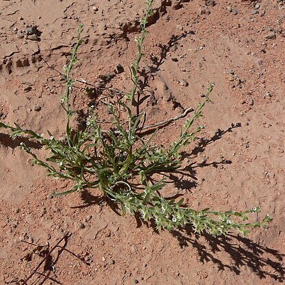 Pectocarya platycarpa unspecified picture