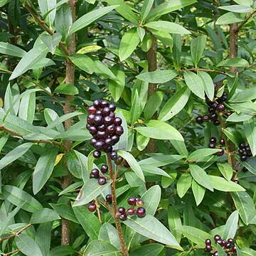 Ligustrum unspecified picture