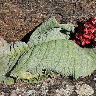 Streptocarpus dunnii unspecified picture