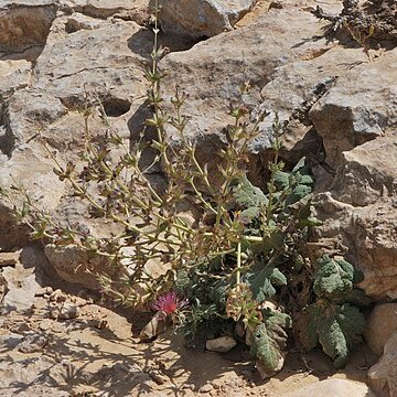 Salvia palaestina unspecified picture