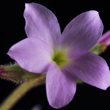 Suksdorfia violacea unspecified picture