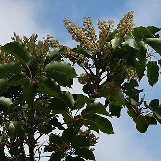 Schefflera rodriguesiana unspecified picture