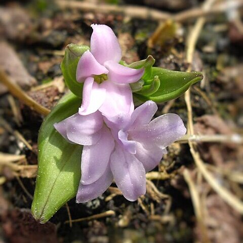 Polygonatum hookeri unspecified picture