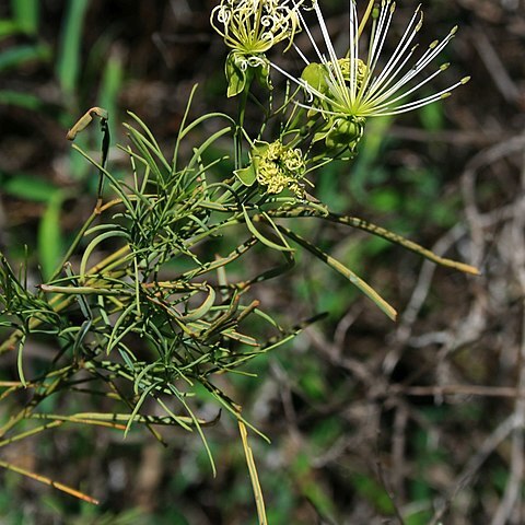 Maerua rosmarinoides unspecified picture