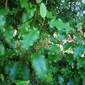 Olearia paniculata unspecified picture