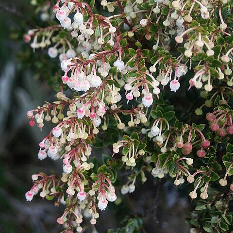 Gaultheria anastomosans unspecified picture