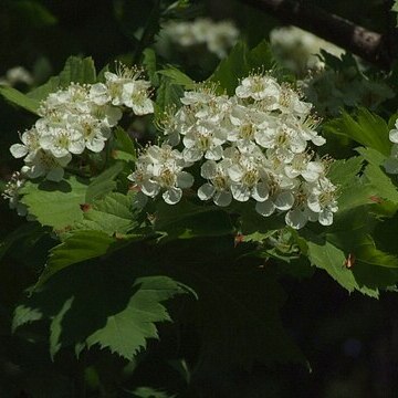 Crataegus chlorosarca unspecified picture