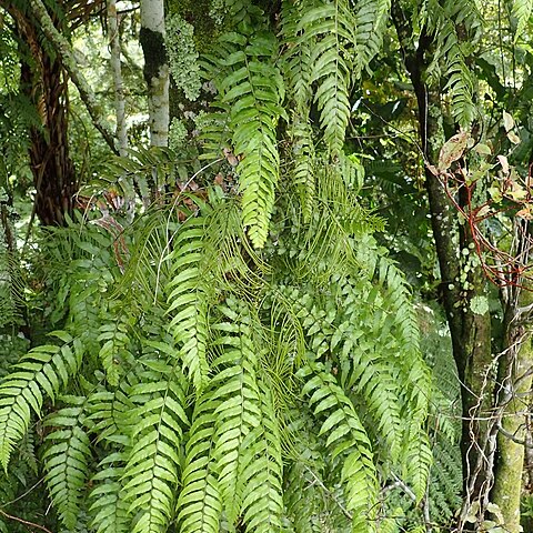 Blechnum filiforme unspecified picture