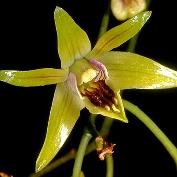 Dendrobium capra unspecified picture