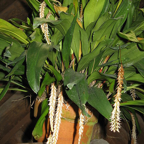 Dendrochilum glumaceum unspecified picture