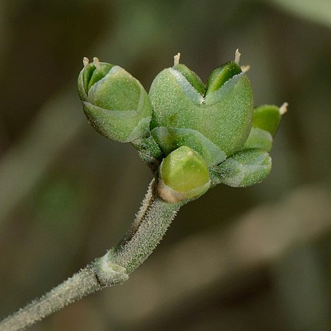 Ephedra foliata unspecified picture