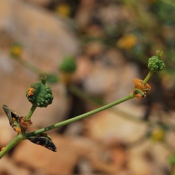 Euphorbia erinacea unspecified picture