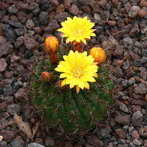 Matucana aureiflora unspecified picture