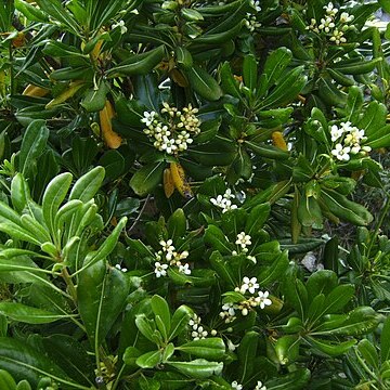 Pittosporum unspecified picture