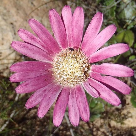 Gerbera crocea unspecified picture