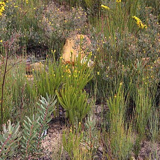 Leucadendron olens unspecified picture