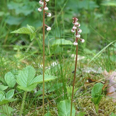 Pyrola unspecified picture