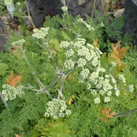 Athamanta sicula unspecified picture