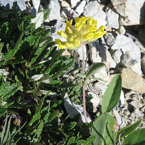 Anthyllis vulneraria subsp. alpestris unspecified picture