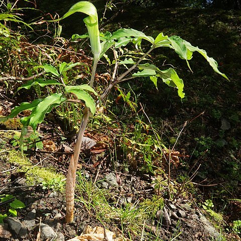 Arisaema maekawae unspecified picture