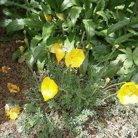 Papaver victoris unspecified picture