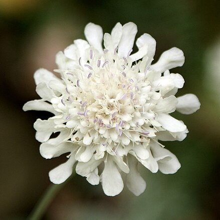 Scabiosa colchica unspecified picture