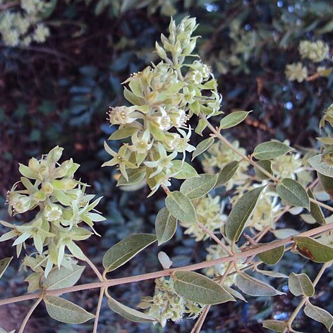 Getonia floribunda unspecified picture