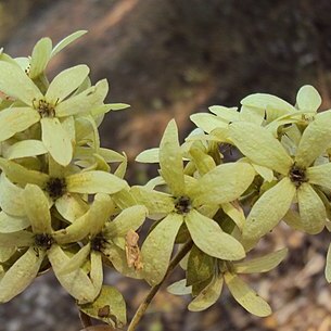 Getonia floribunda unspecified picture