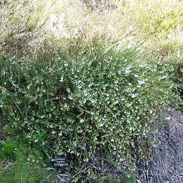 Tetratheca thymifolia unspecified picture