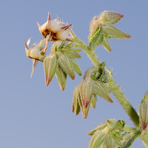 Trichodesma africanum unspecified picture