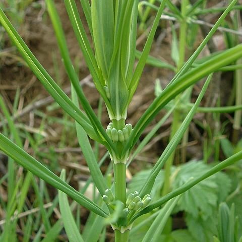 Polygonatum unspecified picture