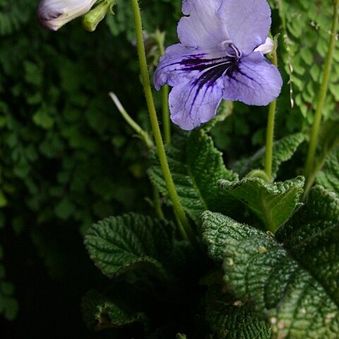 Streptocarpus formosus unspecified picture