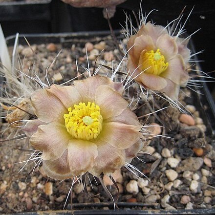 Pterocactus australis unspecified picture