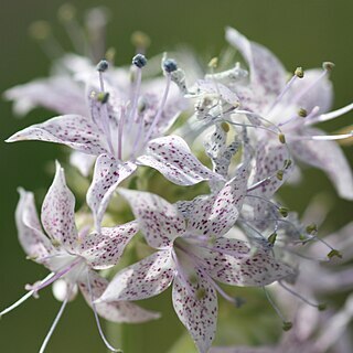 Ipomopsis polyantha unspecified picture