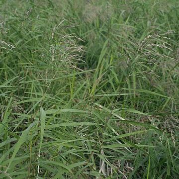 Phragmites japonicus unspecified picture