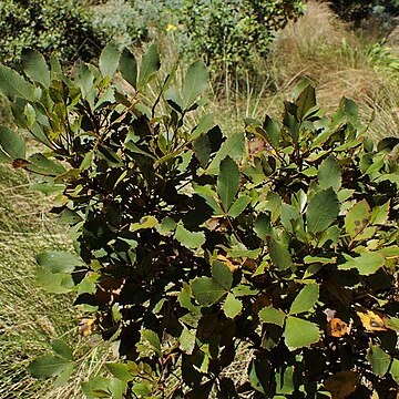 Pseudopanax discolor unspecified picture