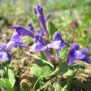 Scutellaria tuberosa unspecified picture