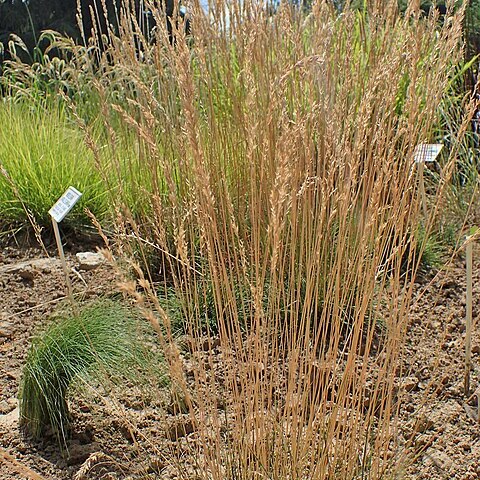 Festuca macutrensis unspecified picture