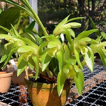 Sudamerlycaste rossyi unspecified picture