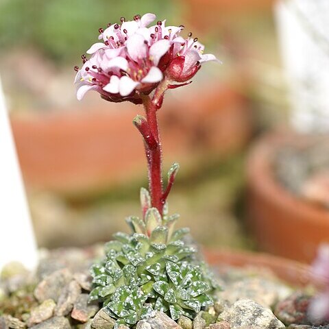 Saxifraga pulchra unspecified picture