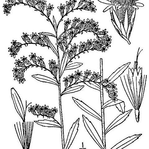 Solidago tortifolia unspecified picture