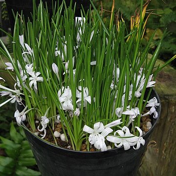 Lachenalia longituba unspecified picture