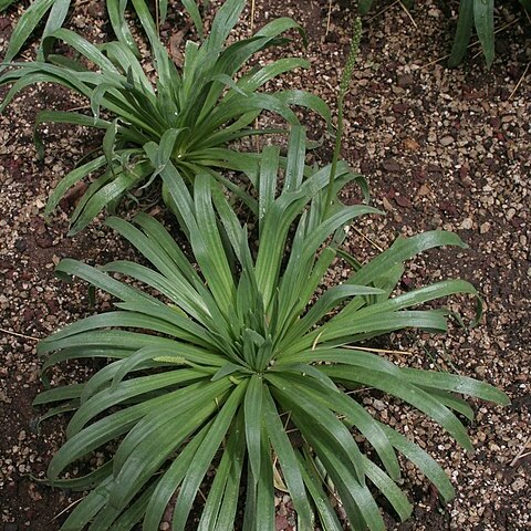 Plantago robusta unspecified picture