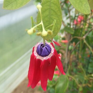 Passiflora edmundoi unspecified picture