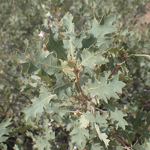 Quercus welshii unspecified picture