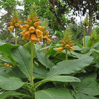 Digitalis sceptrum unspecified picture