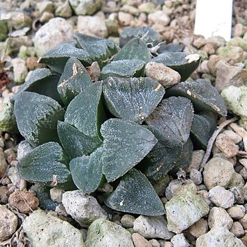 Haworthia pygmaea unspecified picture