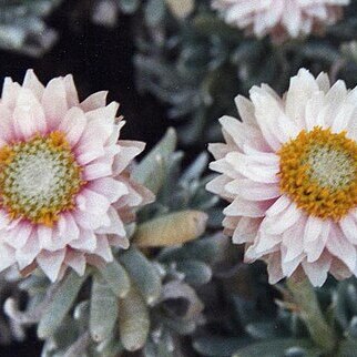 Helichrysum arwae unspecified picture