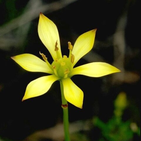 Harperocallis flava unspecified picture