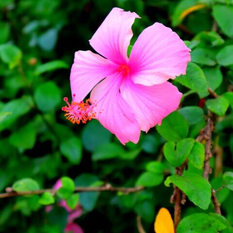 Hibiscus unspecified picture